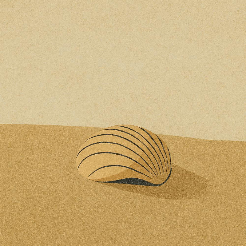 Shell In The Sand-single seashell resting on the damp sand