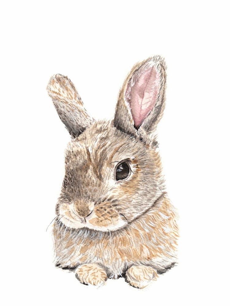 Wild Rabbit