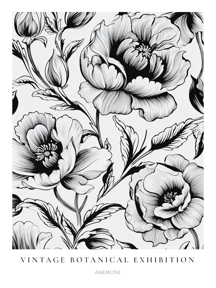 Anemone 2 B&W Vintage Botanical Poster