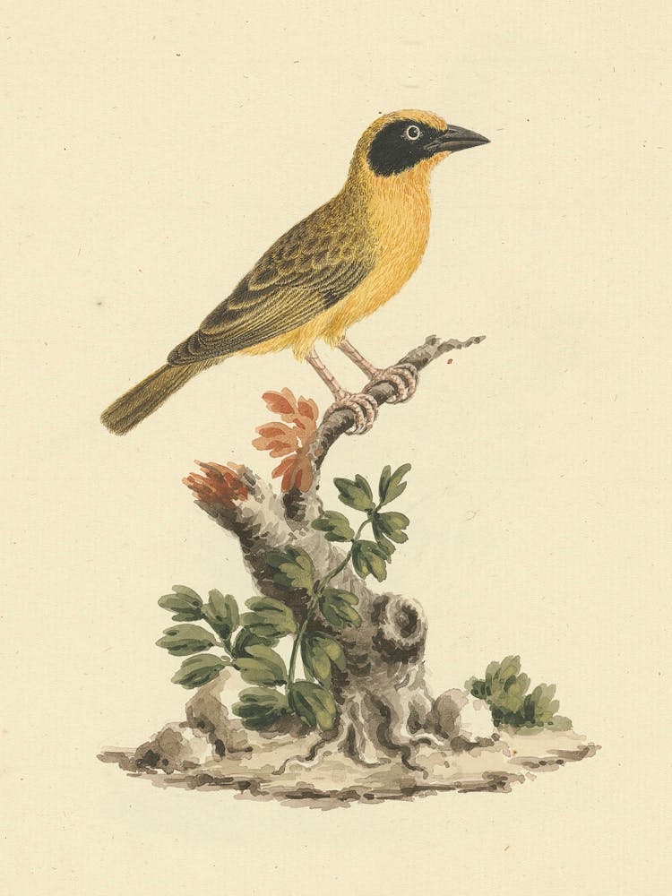 Spectacled Weaver, Luigi Balugani