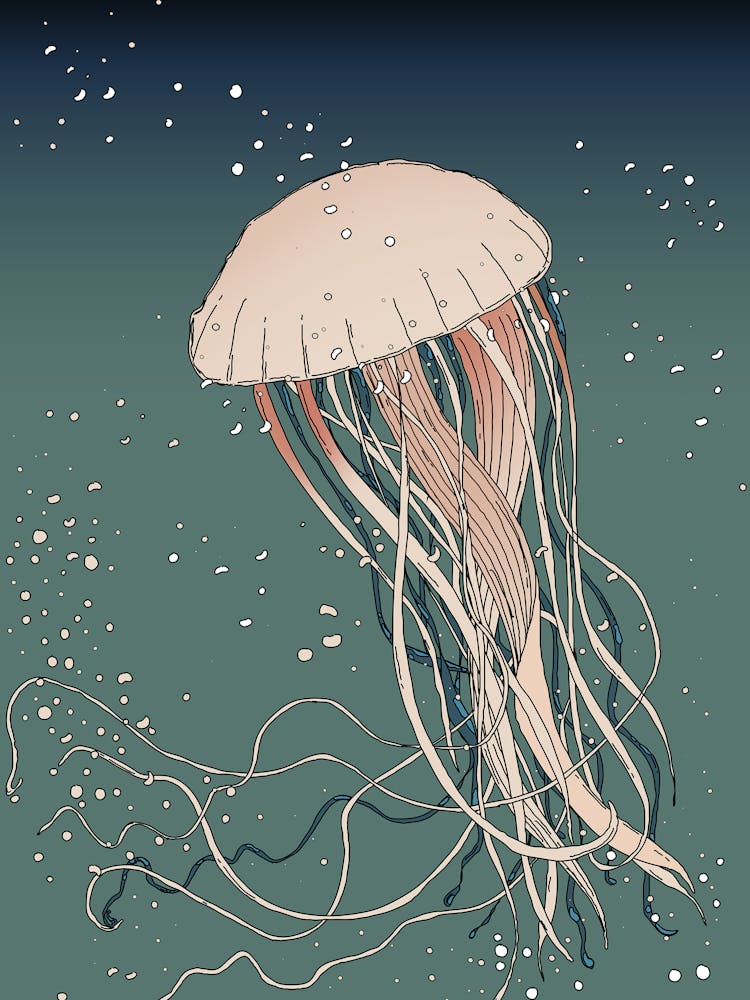 Jellyfish 1