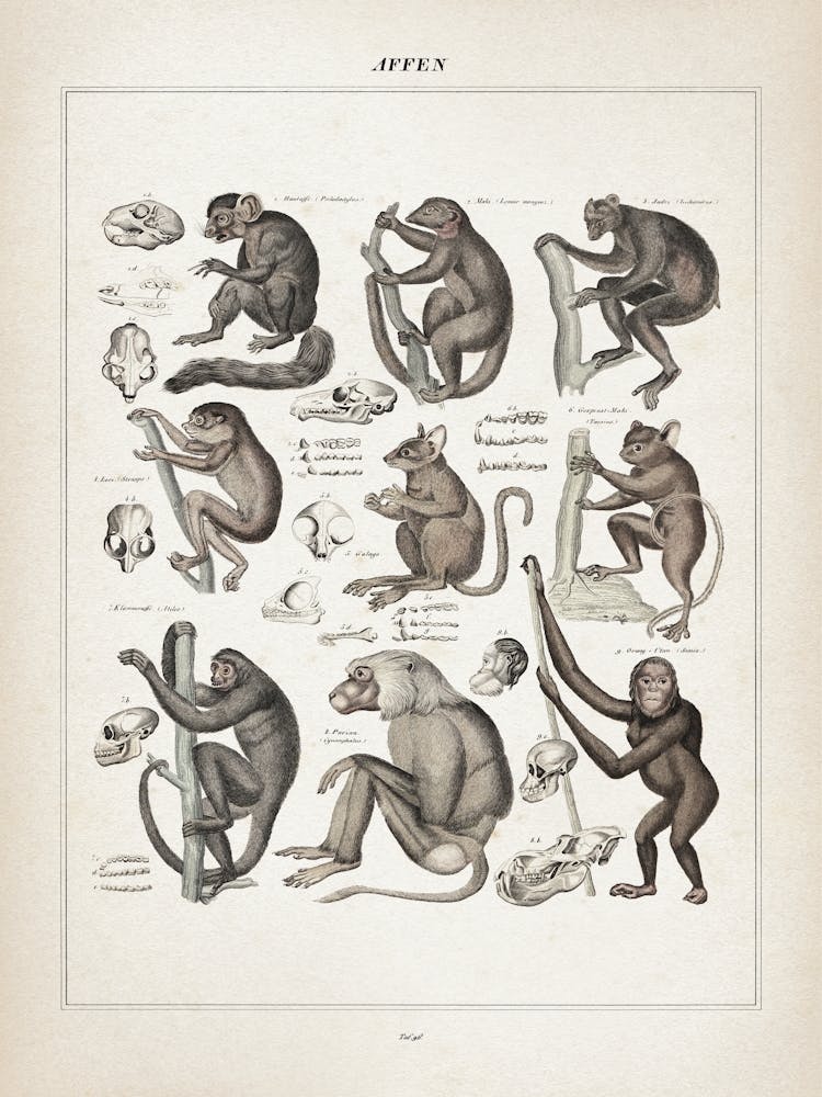 Vintage Oken 2 Affen