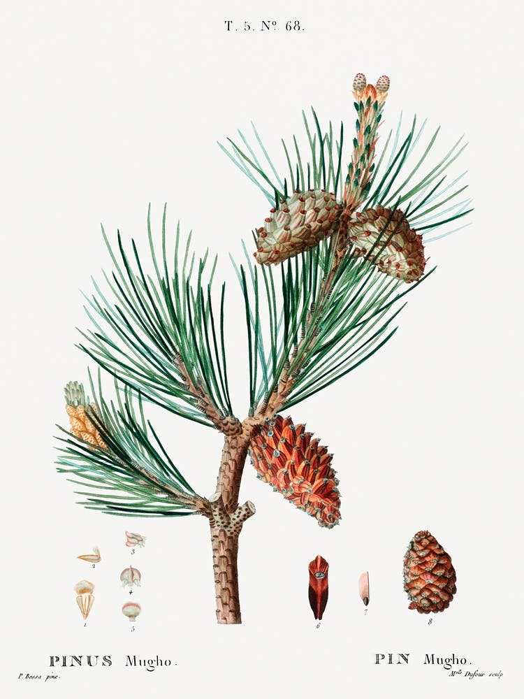 Creeping Pine, Pierre Joseph Redoute