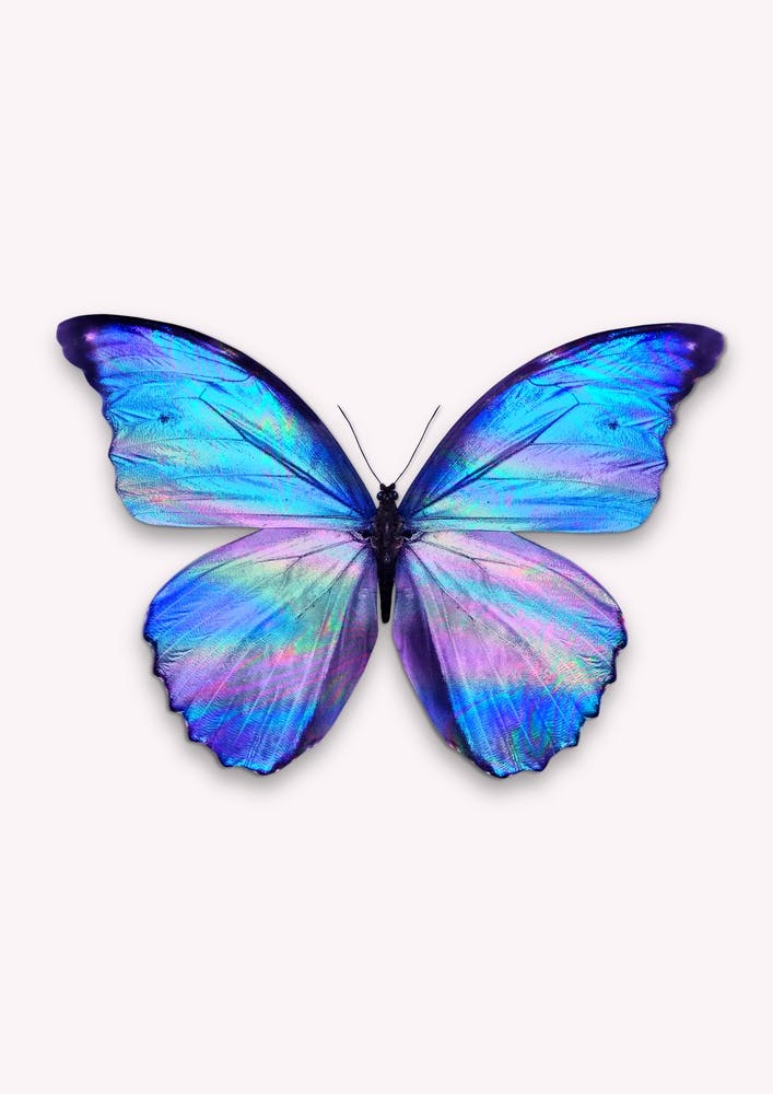 Holographic Butterfly
