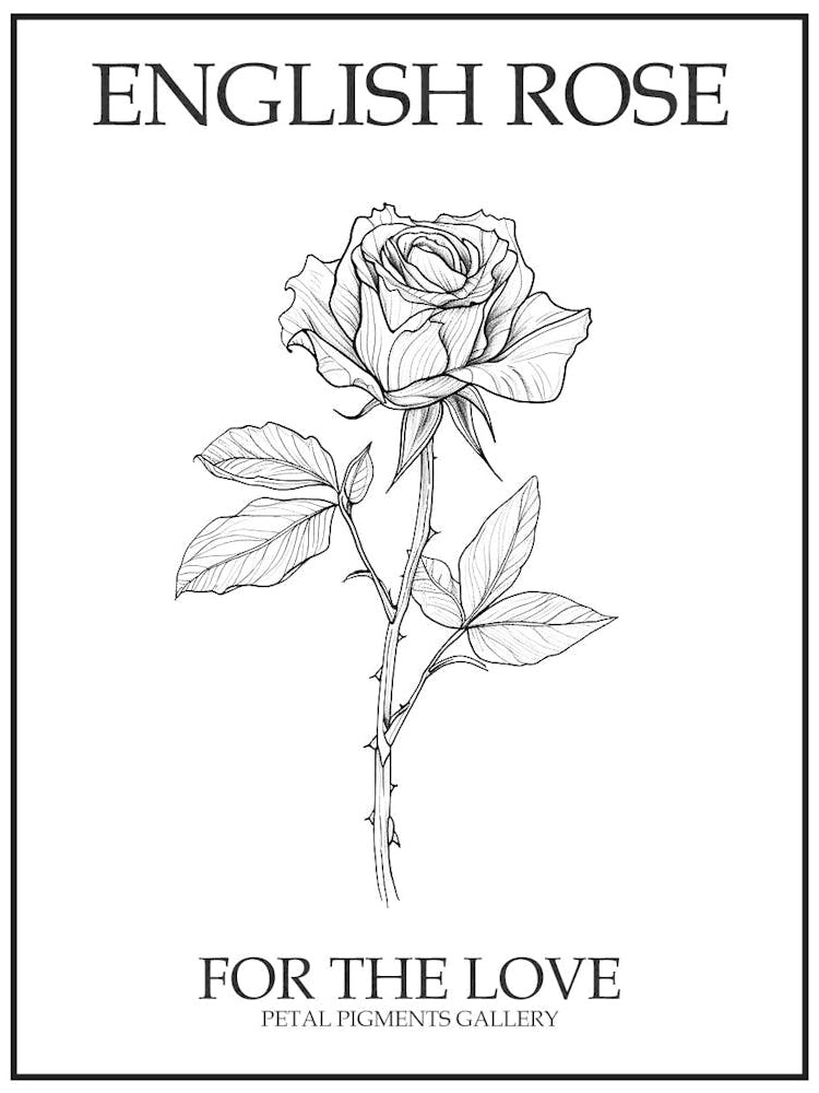 English Rose Black And White Line Drawing 34 Poster
