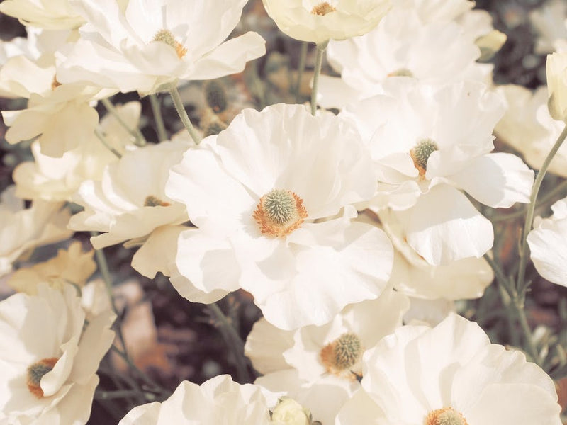 White Flower Bush