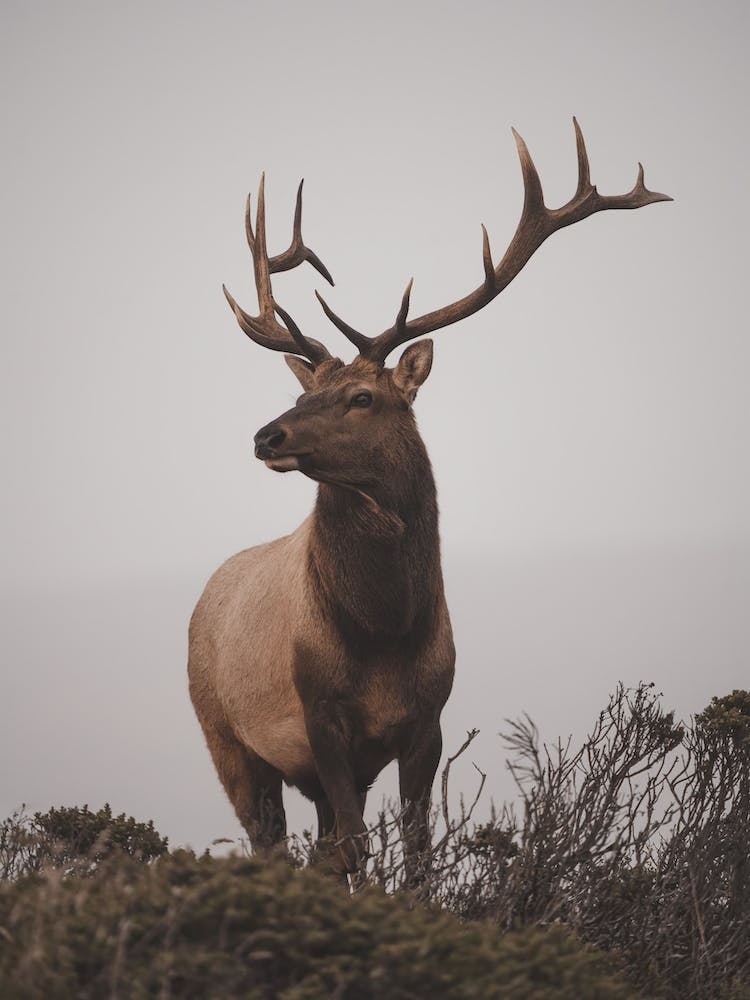 Elk Scenery