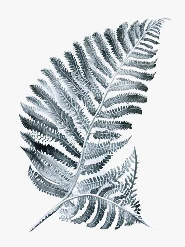 Silberfarn Aquarell