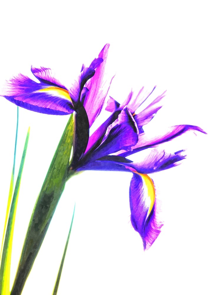 Iris Flower Watercolor