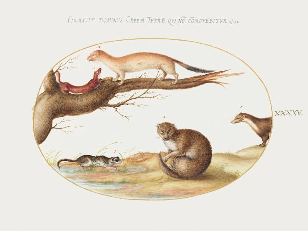 Weasels, A Ferret, And A Nut Mouse (1575–1580), Joris Hoefnagel