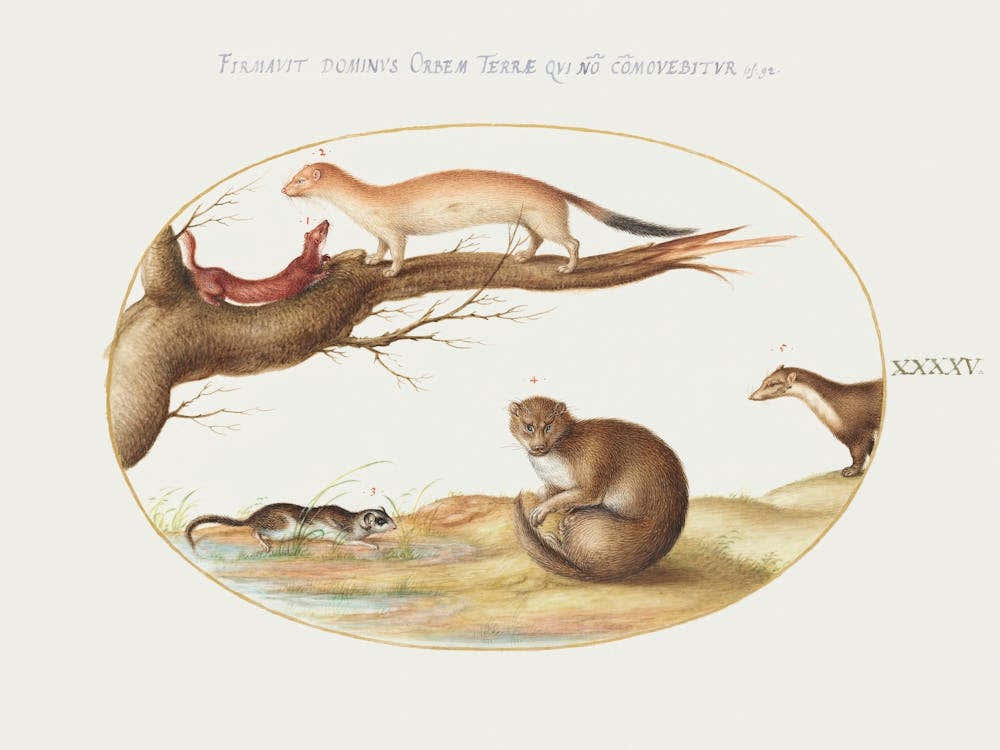 Weasels, A Ferret, And A Nut Mouse (1575–1580), Joris Hoefnagel