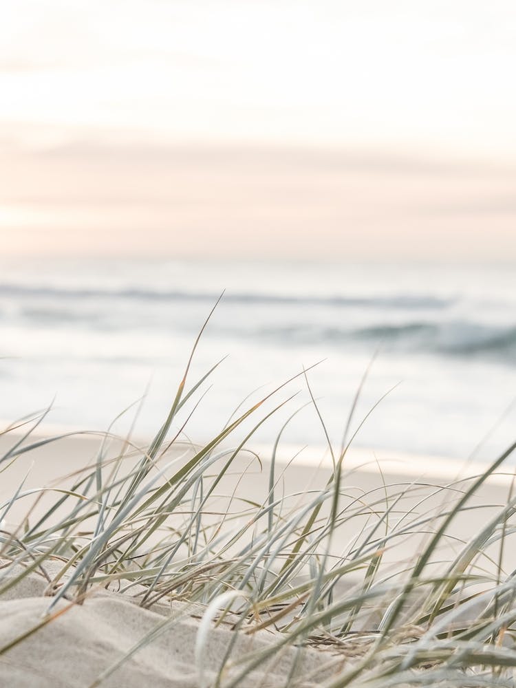Pastel Beach Grass