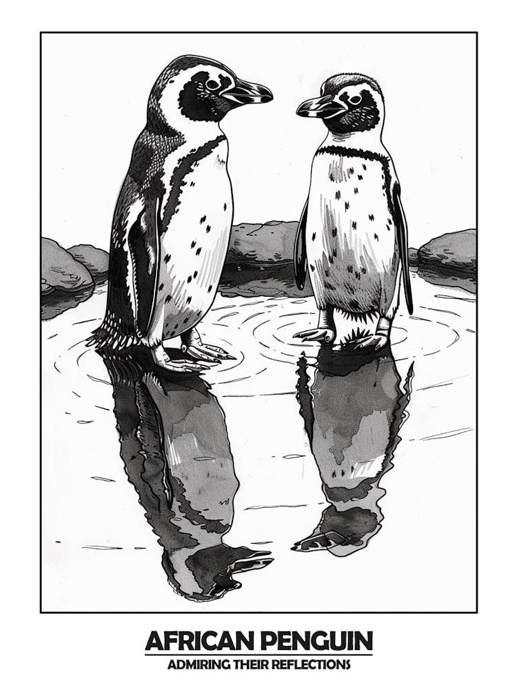 Penguin Admiring Their Reflections Poster