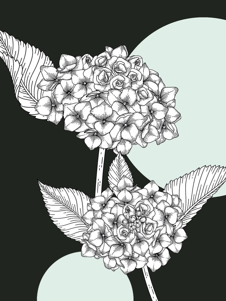 Hydrangea