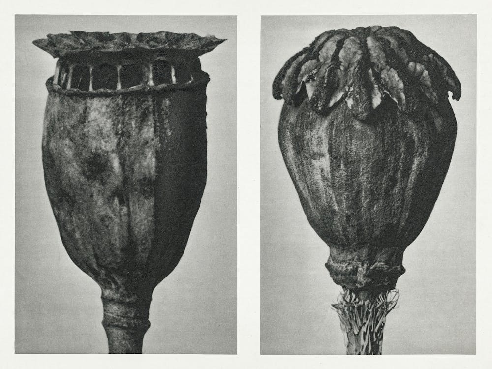 Papaver (Poppy) (1928), Karl Blossfeldt