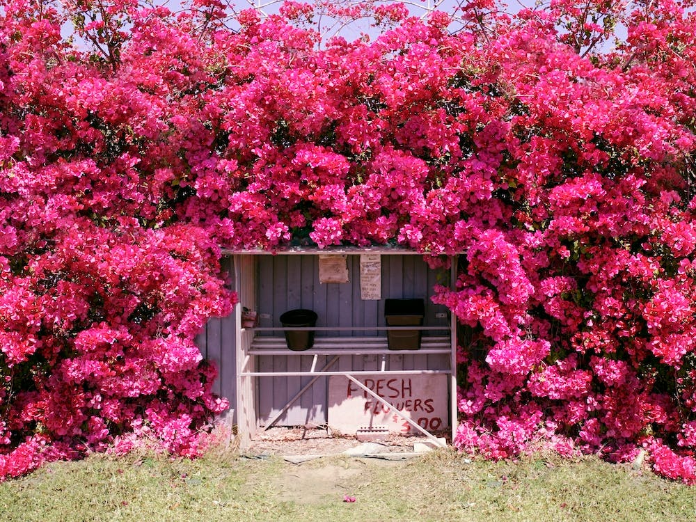 Pink Flowers