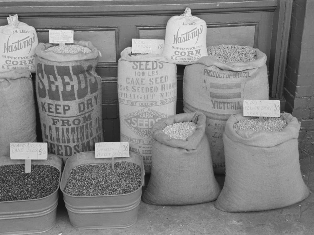 Seed Displayed For Sale, San Augustine, Texas By Russell Lee