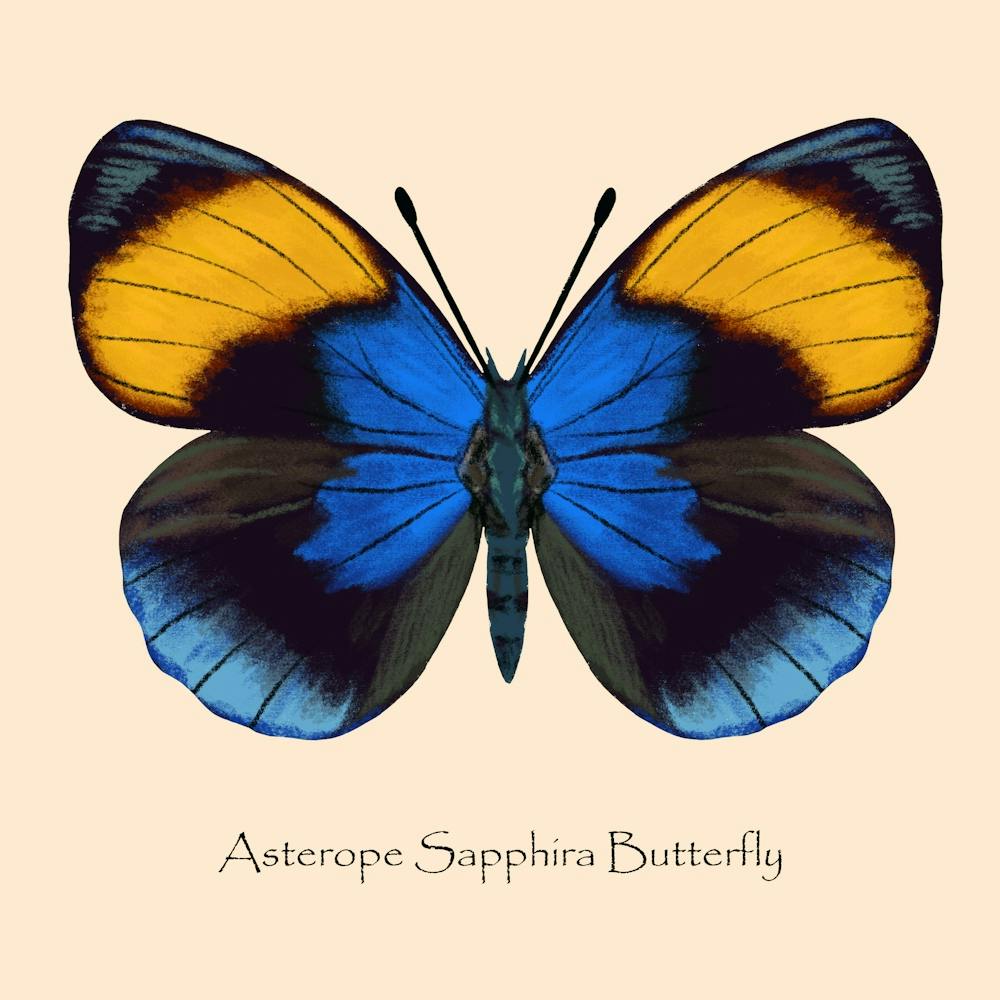 Tropical Butterfly Blue