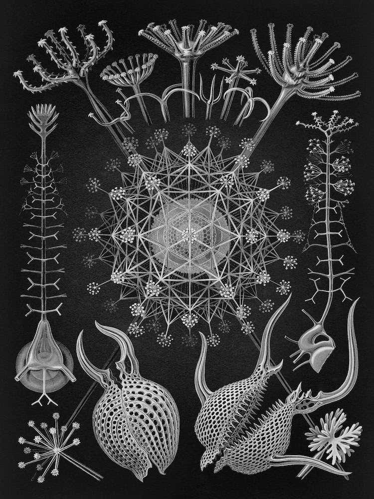 Vintage Haeckel 16 Tafel 61 Rohrstrahlinge