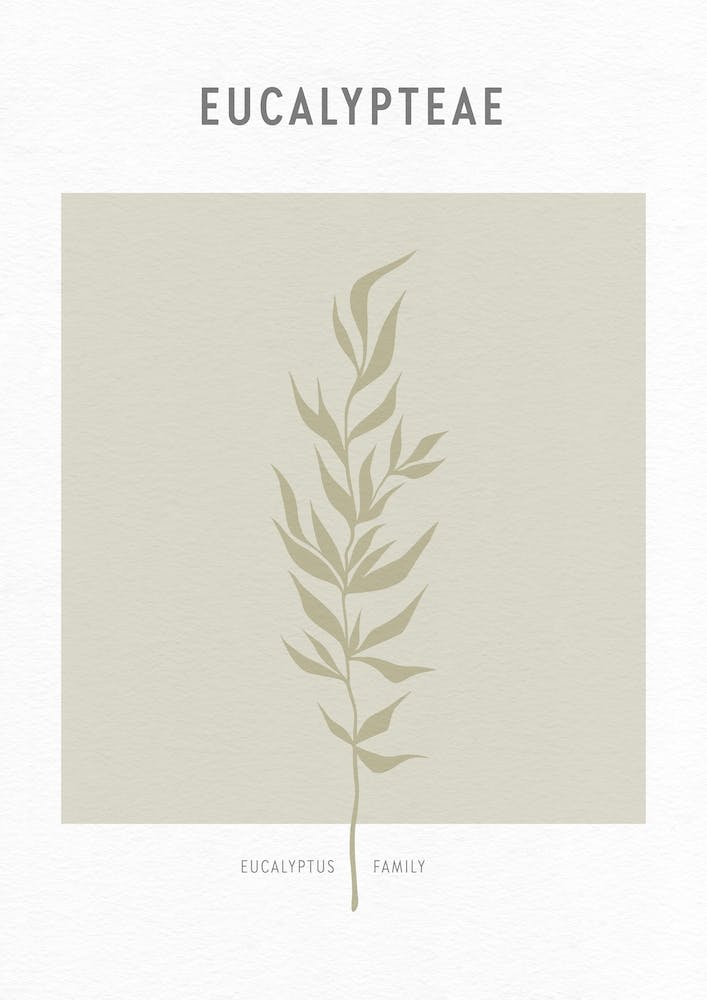 Boho Leaves 2 Eucalypteae
