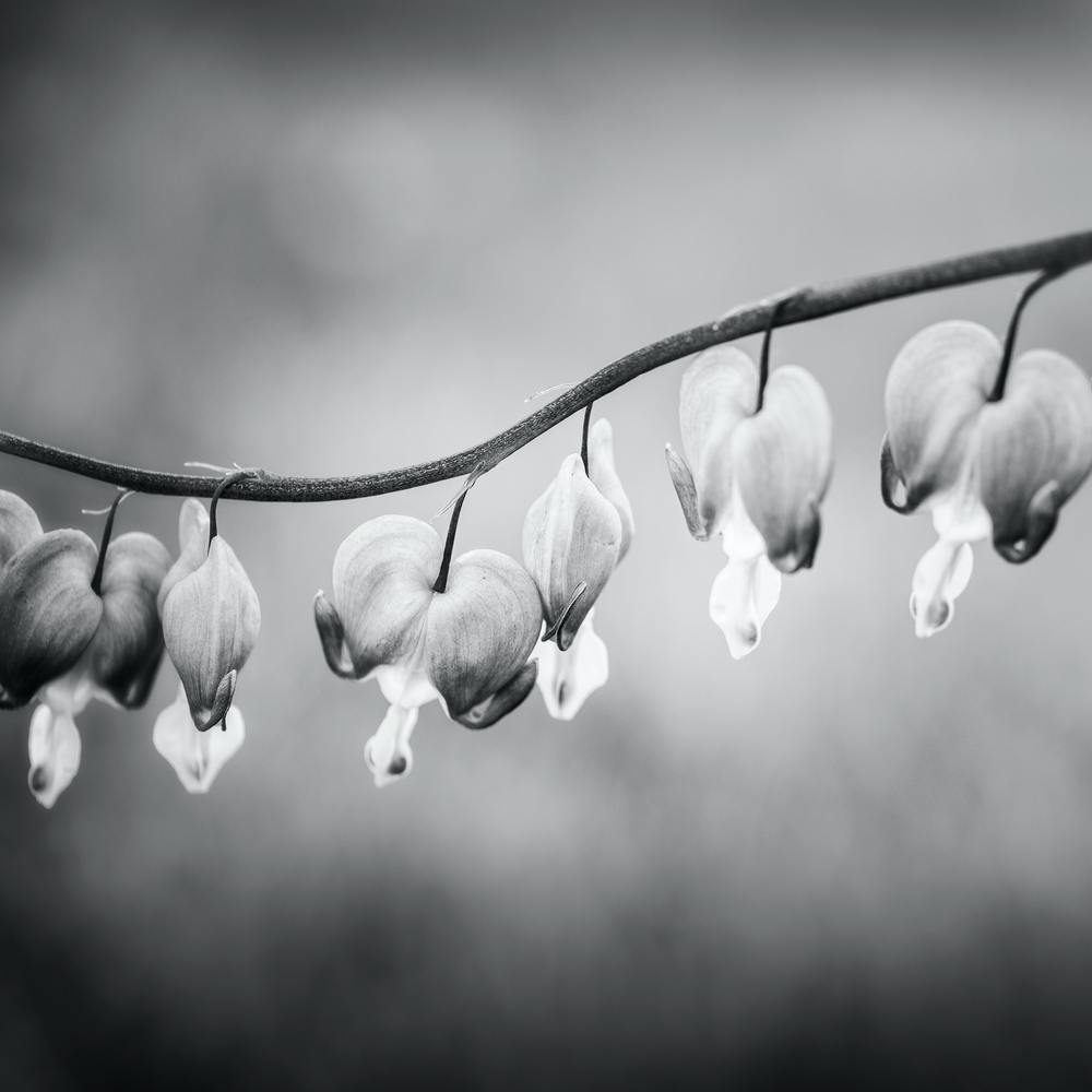 Bleeding Heart Black And White 2