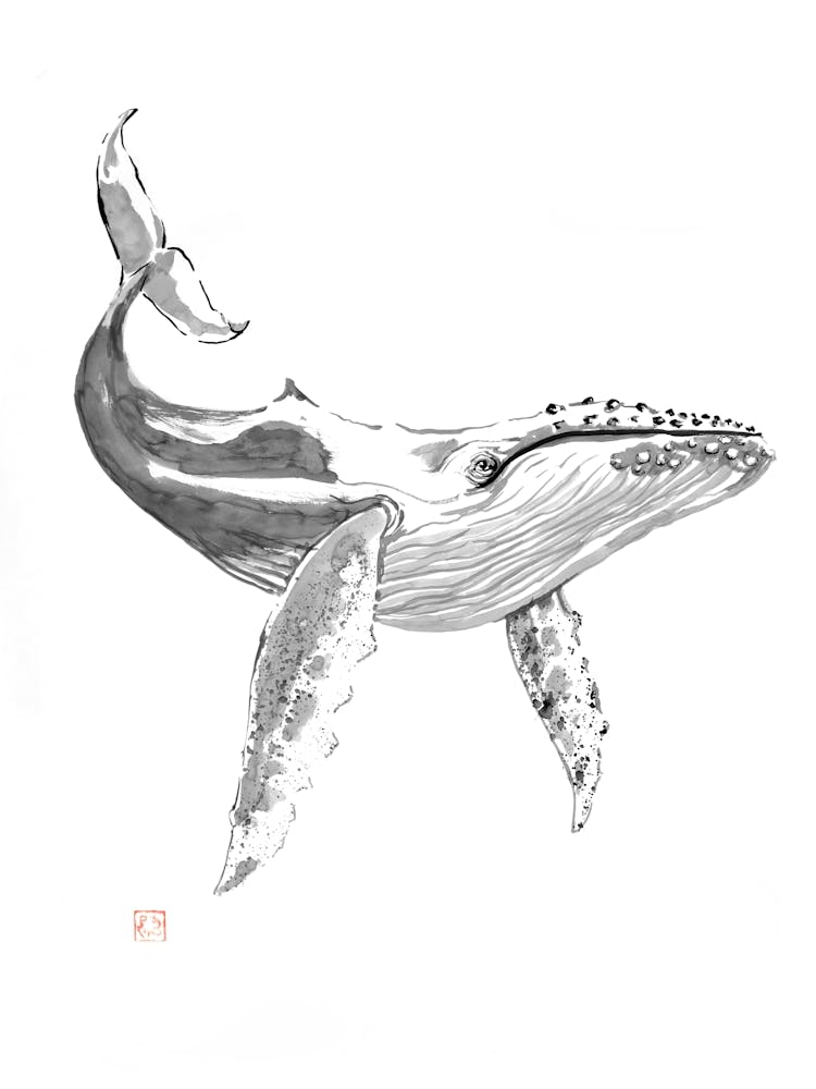 Whale