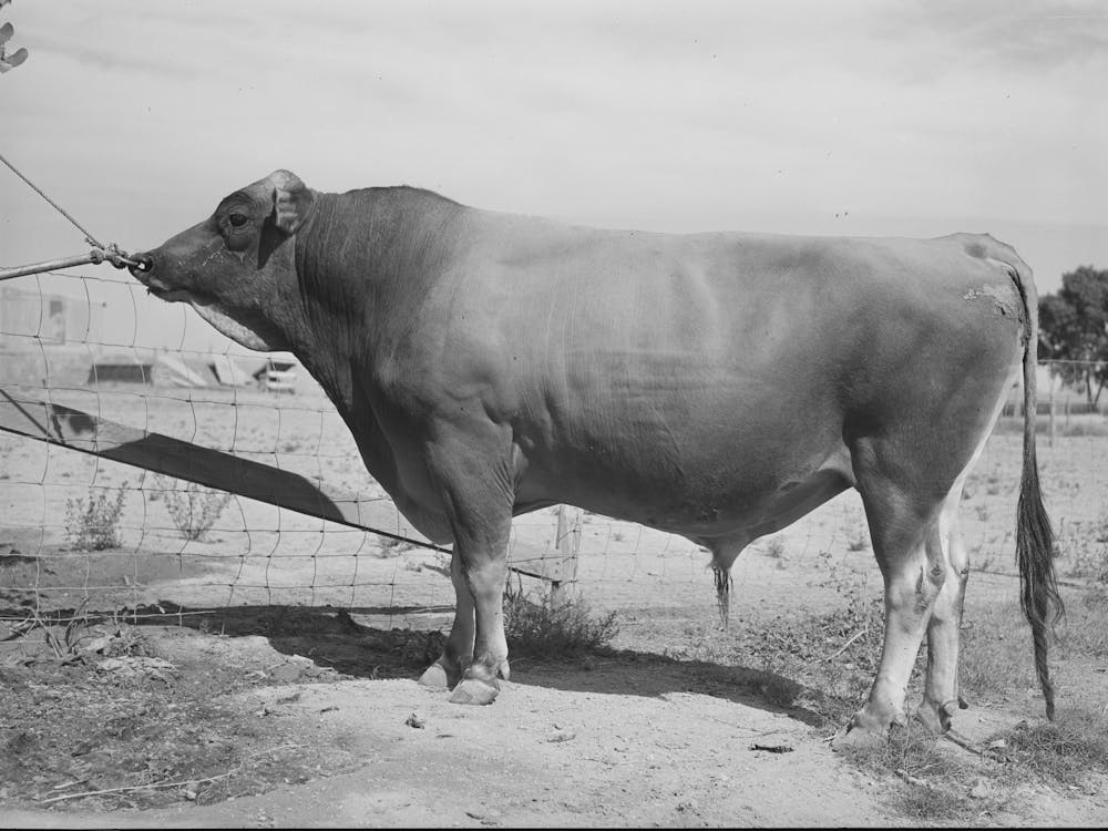 Senator Sybil Eminent, Jersey Herd Bull At The Casa Grande Valley Farms,Pinal County, Arizona, His Dam Was State