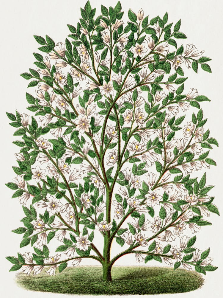 Jasmine Tree