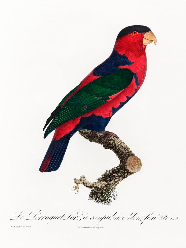 The Black Capped Lory (Lorius Lory) From Natural History Of Parrots, Francois Levaillant