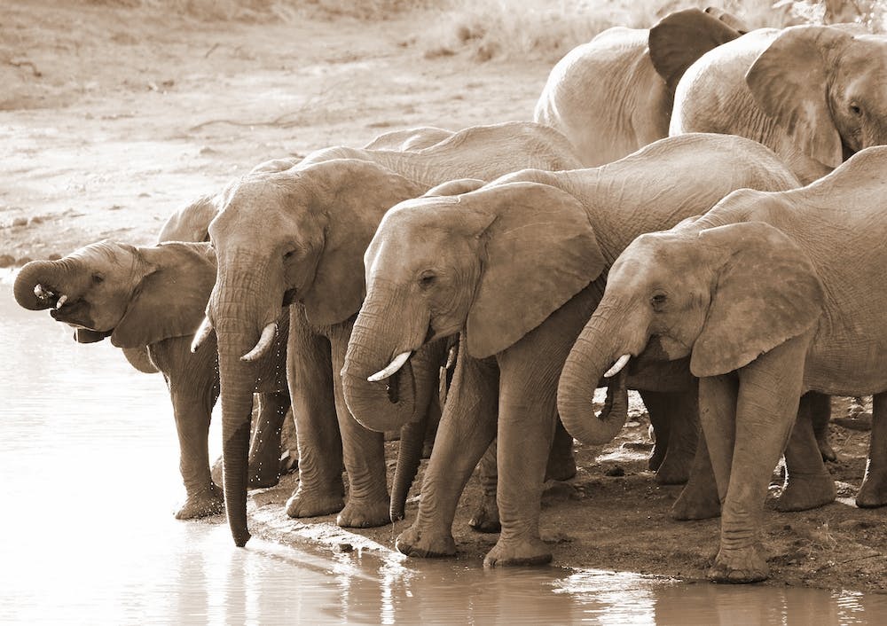Drinking Elephants