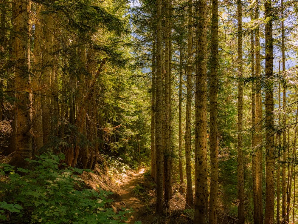 Cascade Trail
