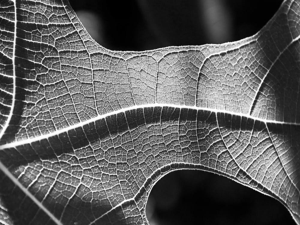 Leaf Spine Bw