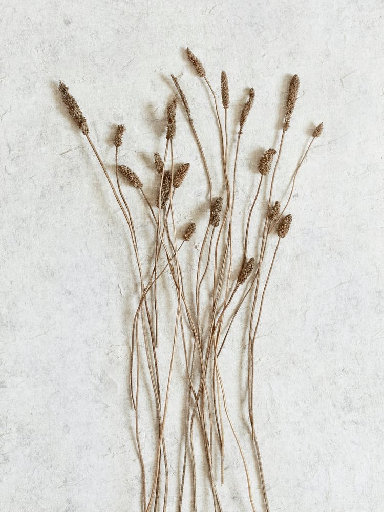 Botanicals From The Field