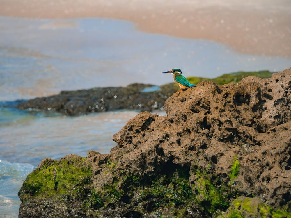 Common Kingfisher Alcedo Atthis Bird Sitting On The Sea Rock At The Beach In Israel