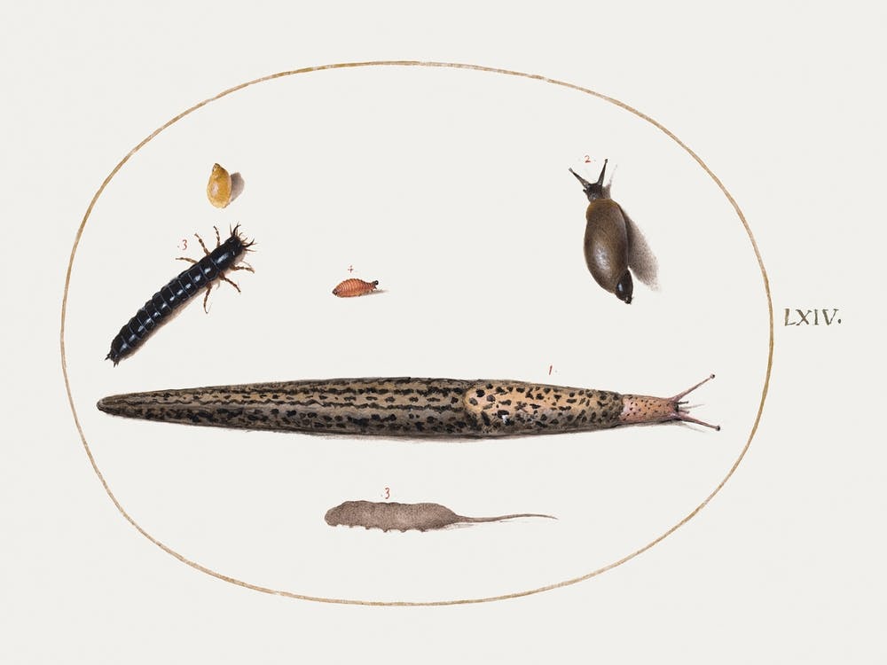 Leopard Slug, Ground Beetle Larva, Rat Tailed Maggot, And Other Creatures, Joris Hoefnagel