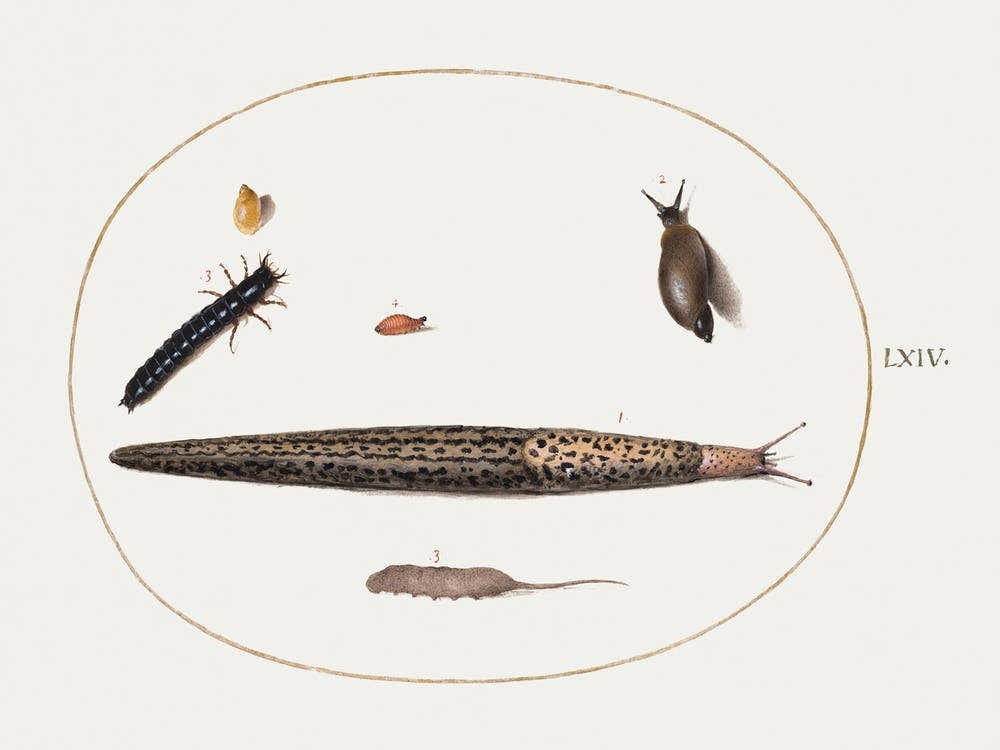 Leopard Slug, Ground Beetle Larva, Rat Tailed Maggot, And Other Creatures, Joris Hoefnagel