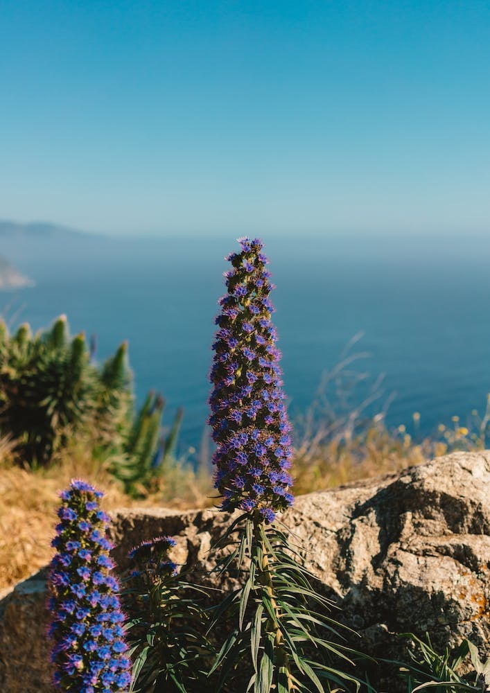 Big Sur Blooms