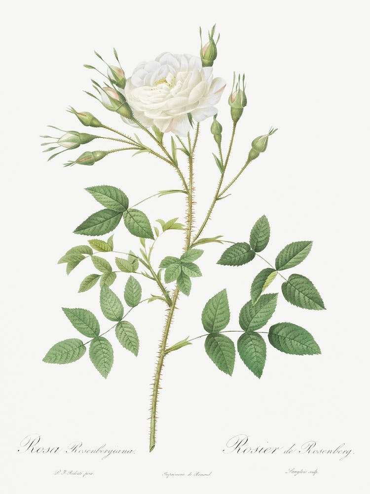Rose Of Rosenberg, Rosa Rosenbergiana From Les Roses, Pierre Joseph Redouté