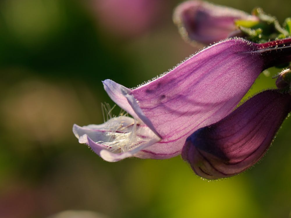 Close Up Of A Purple Flower