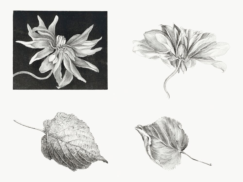 Flowers And Leaves (1878–1917),Theo Van Hoytema