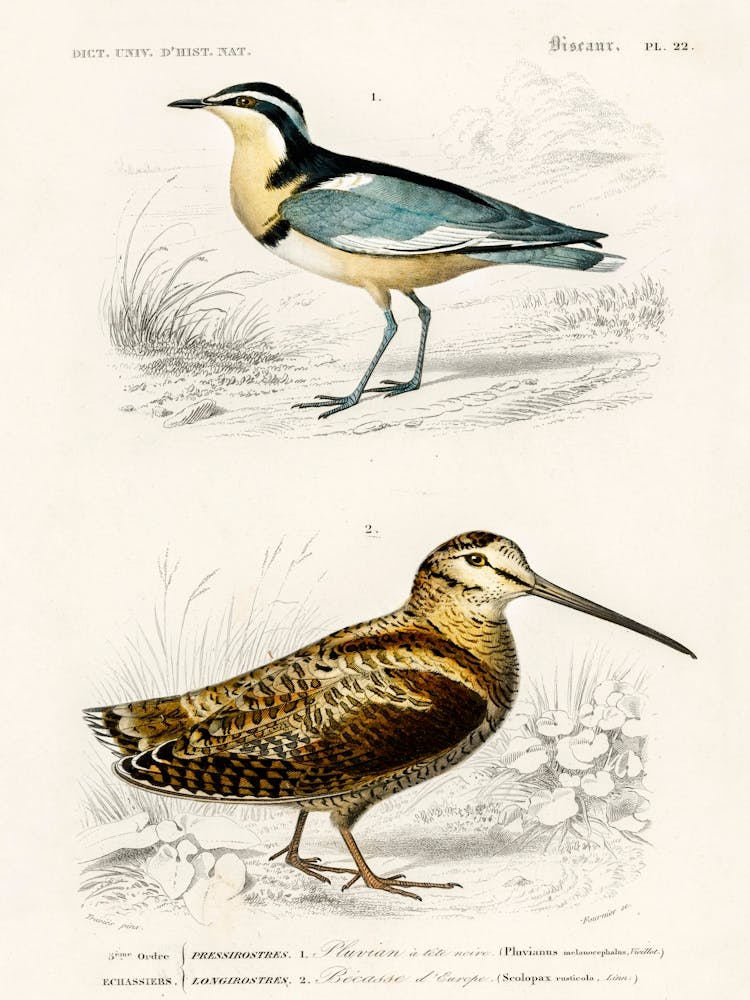 Different Types Of Birds, Charles Dessalines D'Orbigny 9