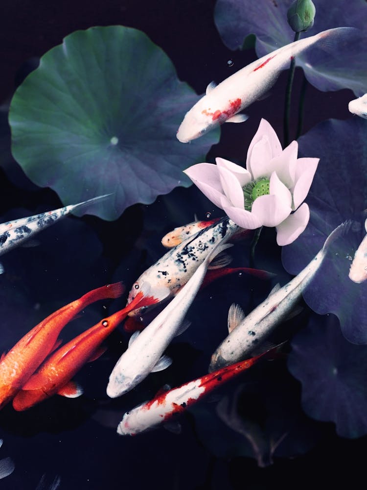 Koi Pond