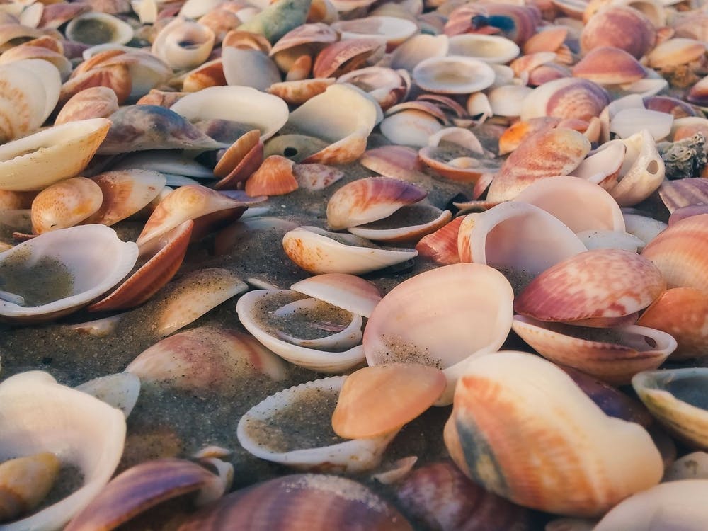 Sea Shells On The Beach 4