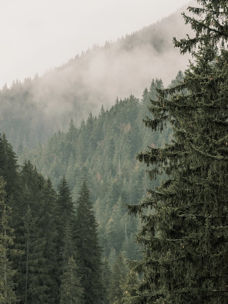 Misty Pine Forest
