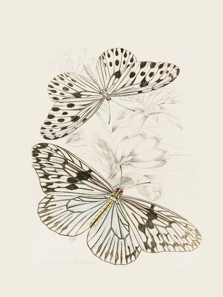 Butterflies On A Flower