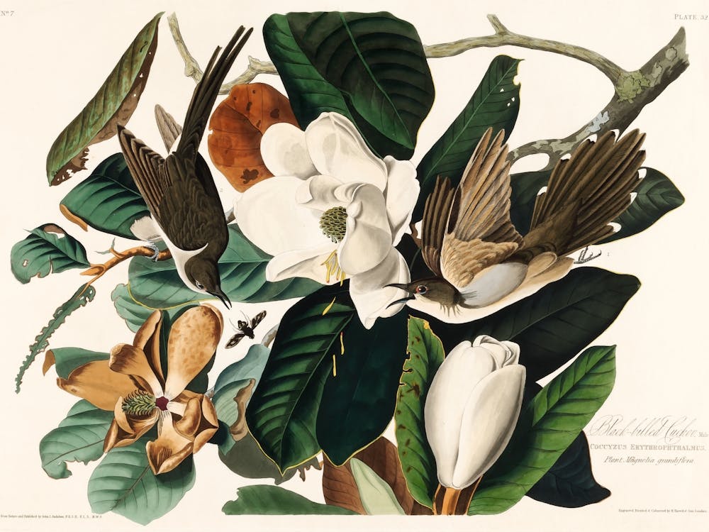 Birds Of America _2527030