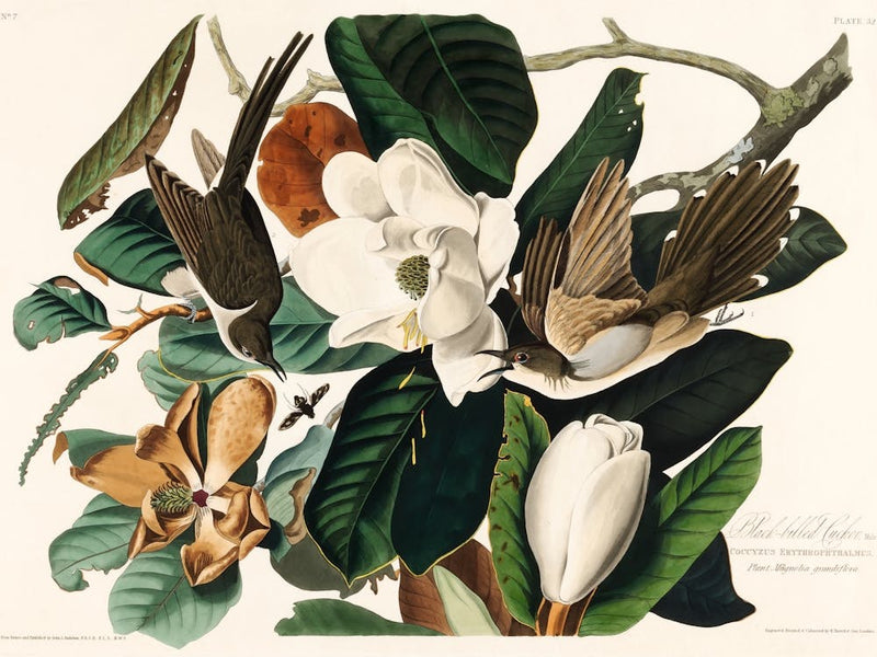 Birds Of America _2527030