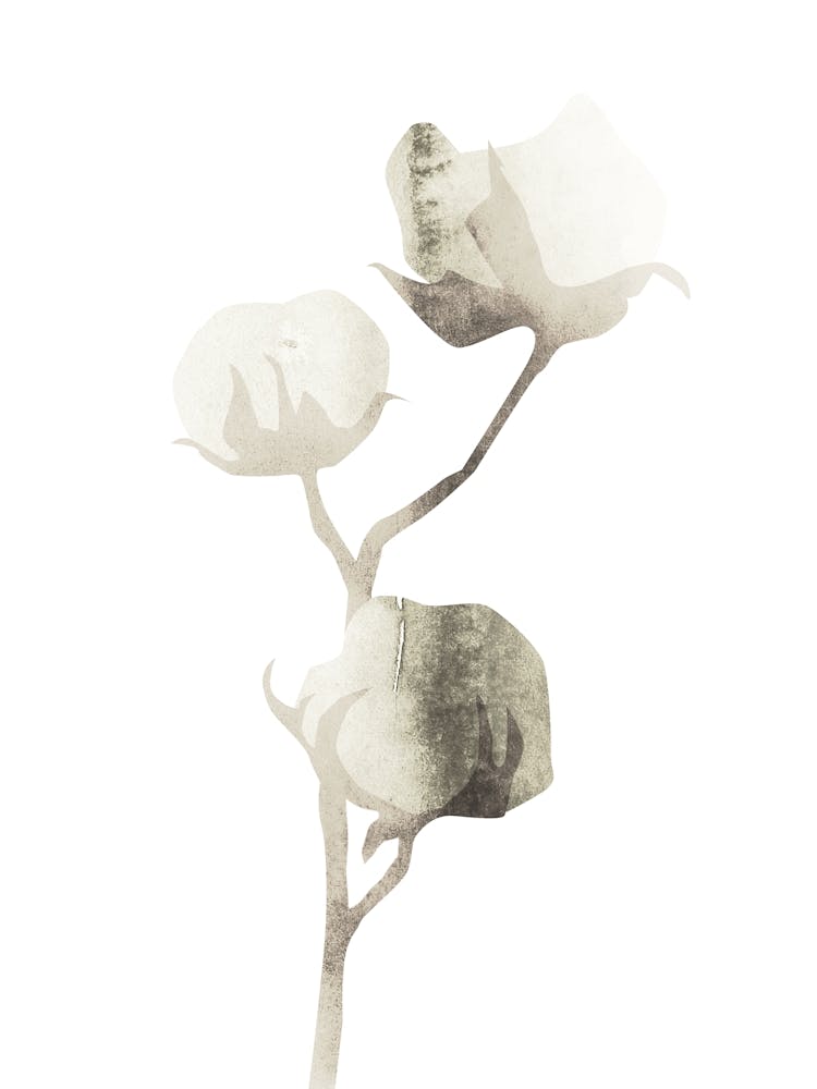Cotton Flower