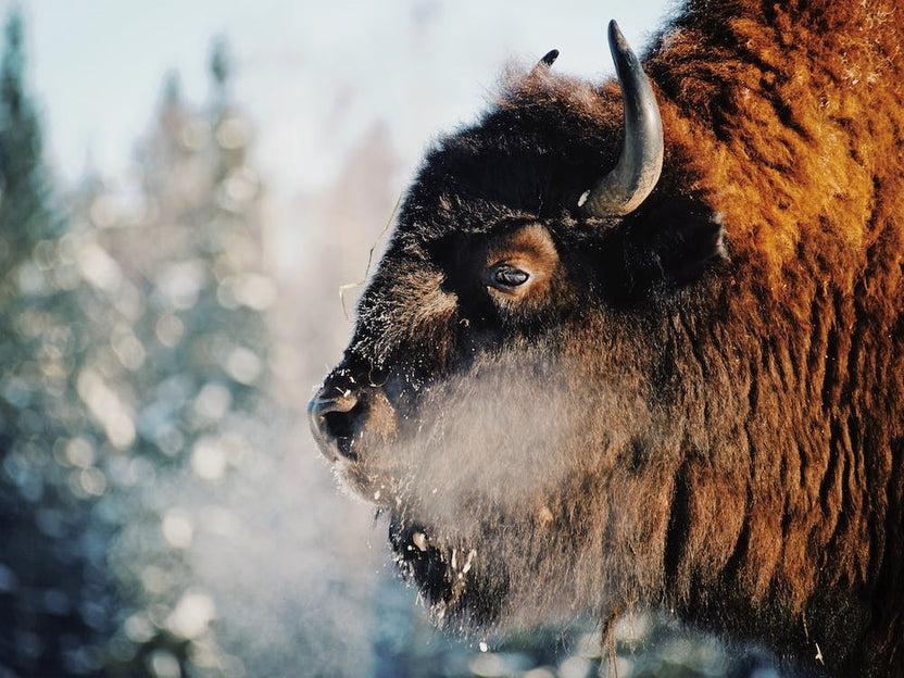 Cold Breath Bison