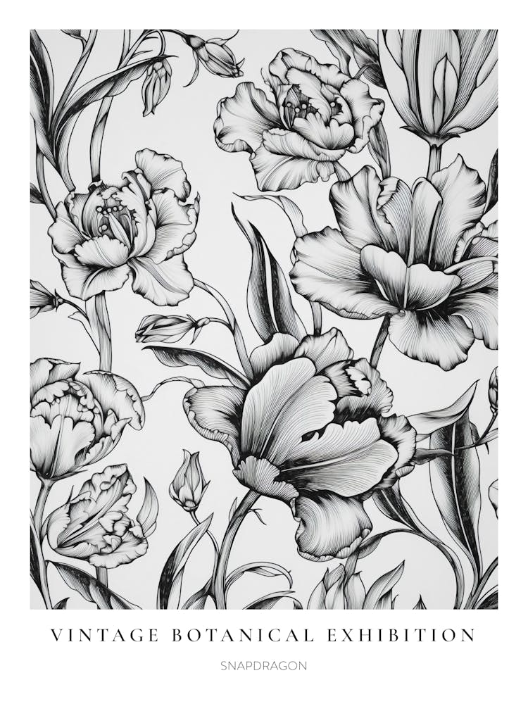 Snapdragon 2 B&W Vintage Botanical Poster